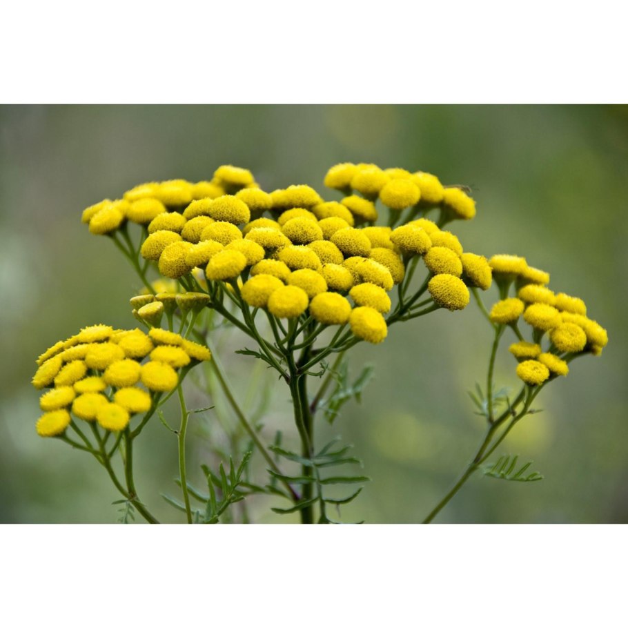 Пижма акварель