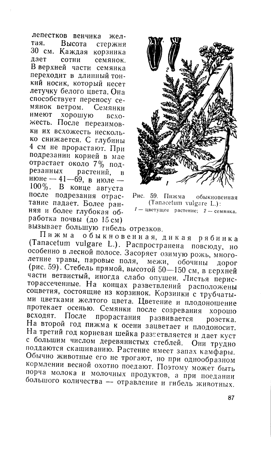 Строение листа лапчатки гусиной