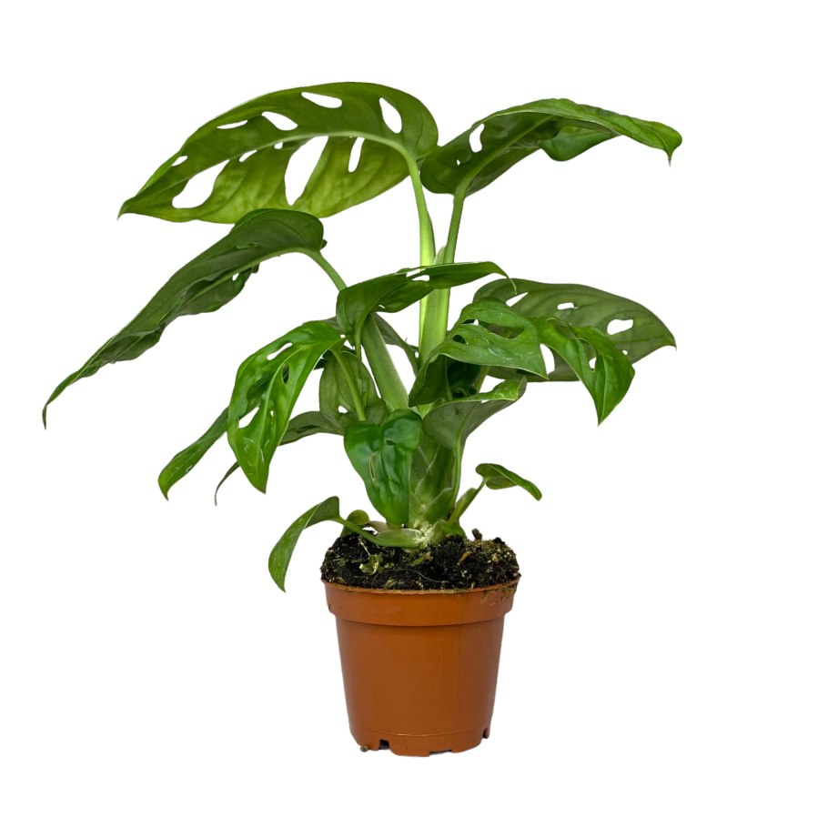 Монстера obliqua leichtlinii