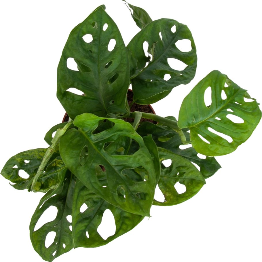 Монстера d12 h25-3