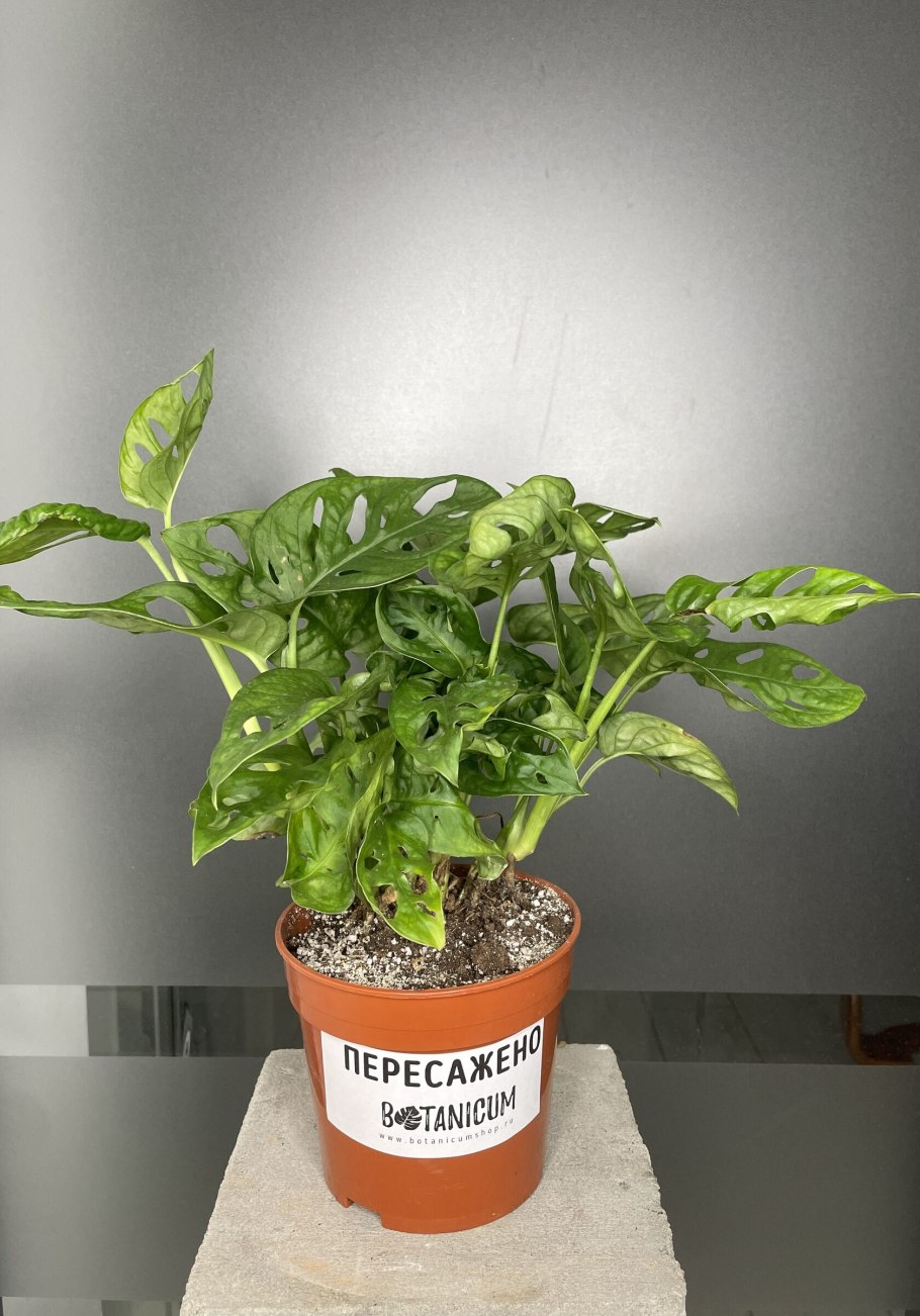 Монстера Обезьянья