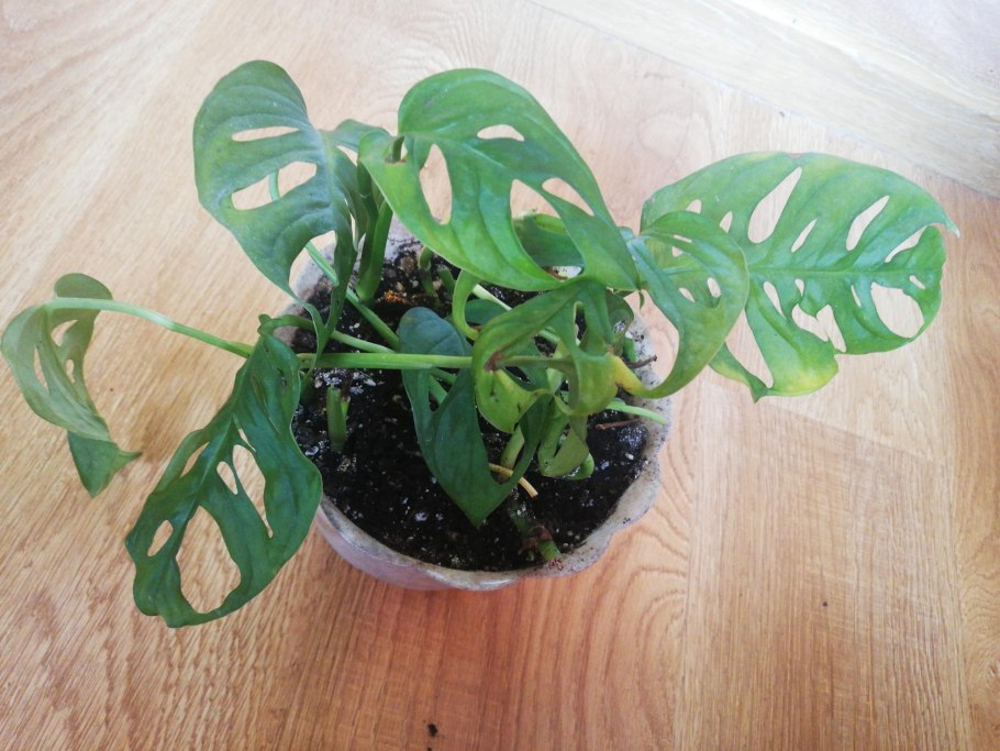 Монстера манки Маск