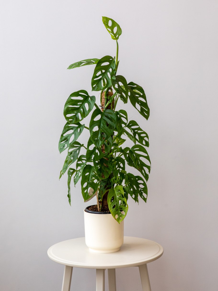 Монстера Адансона манки Маск