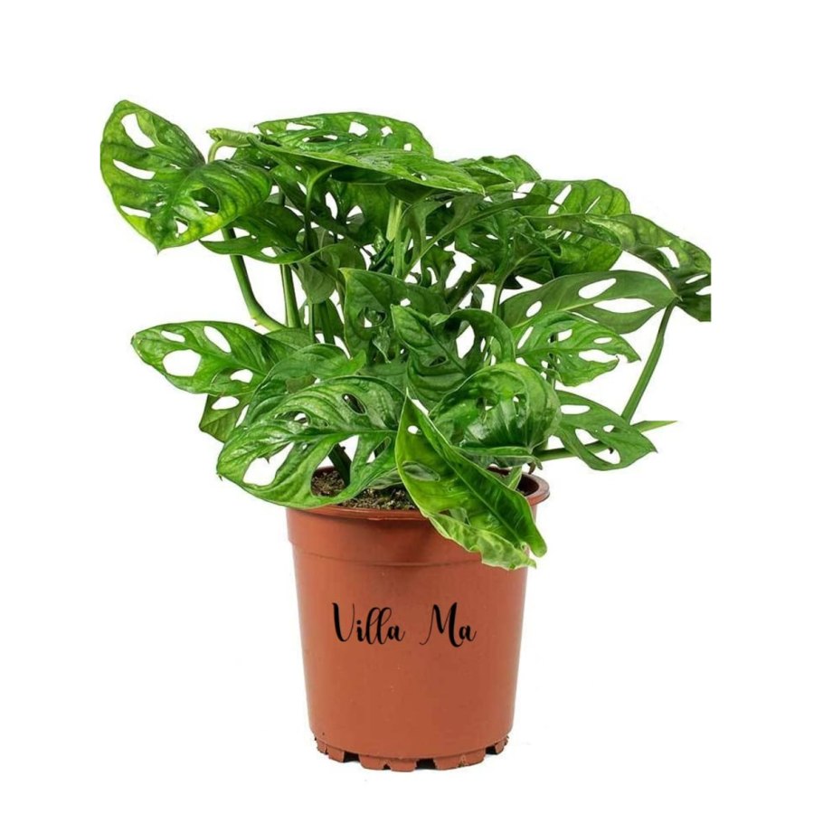 Монстера Адансона обликва