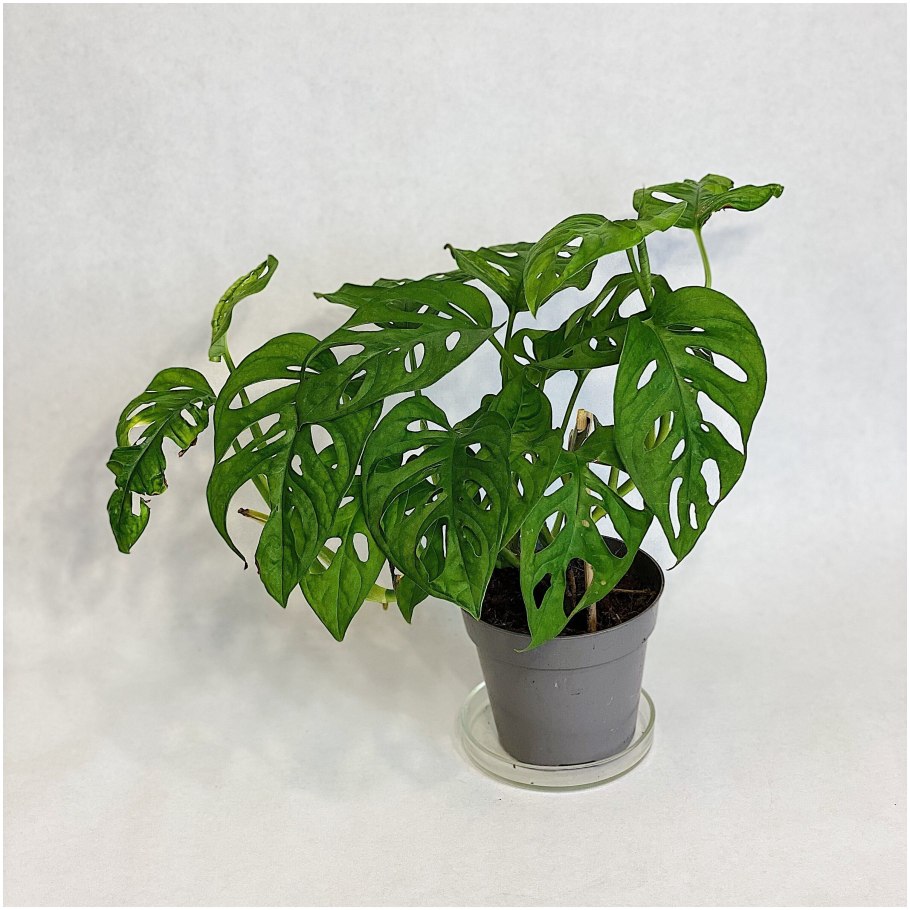 Монстера манки