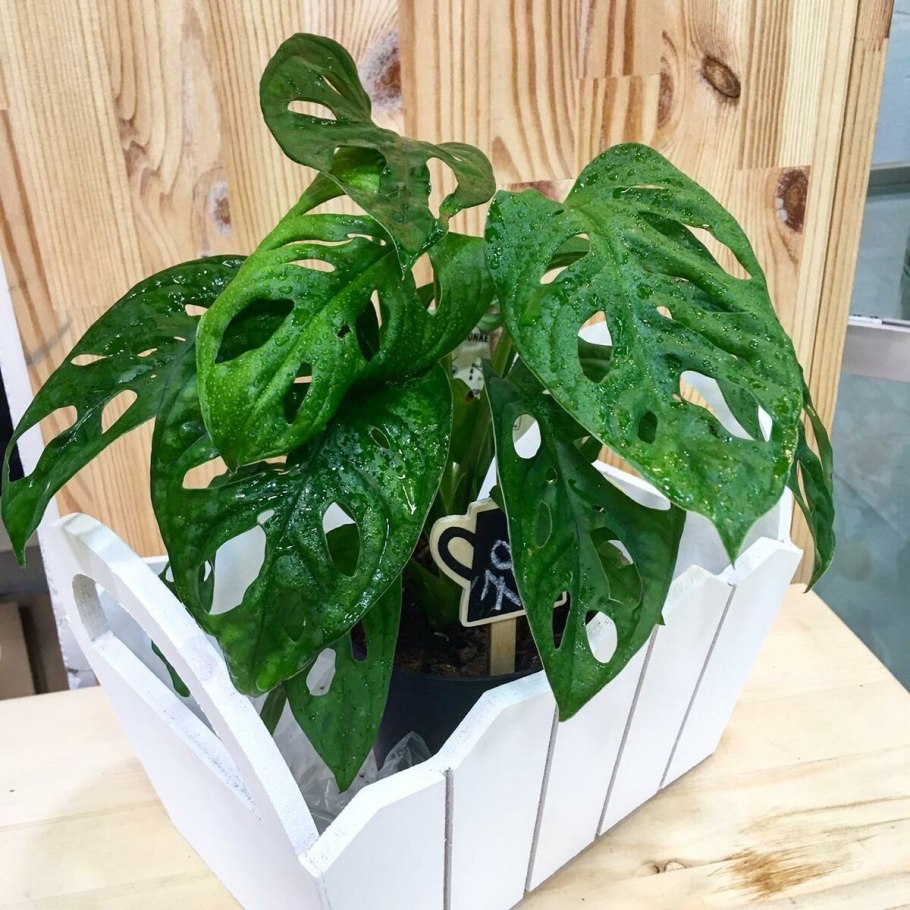 Филодендрон манки Маск