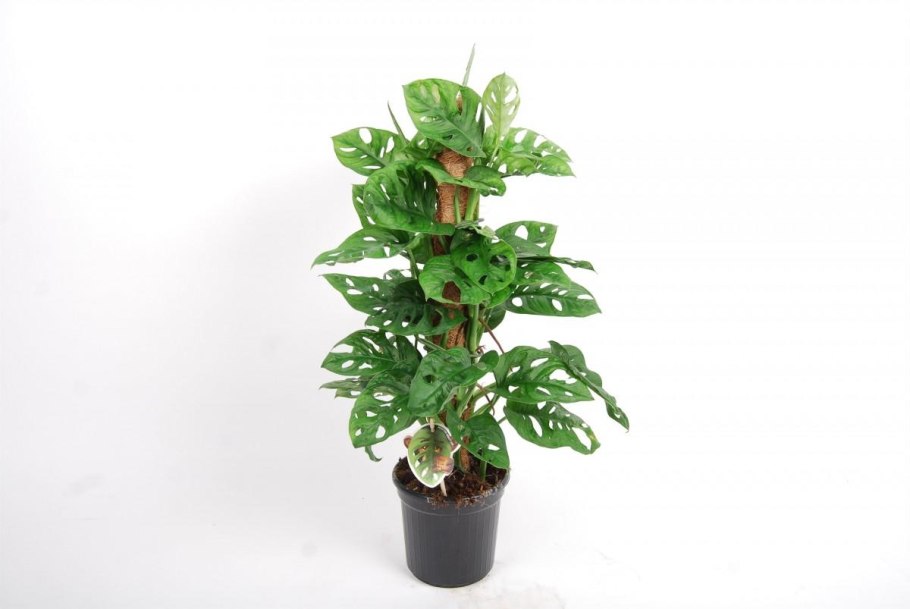 Монстера манки лиф мини