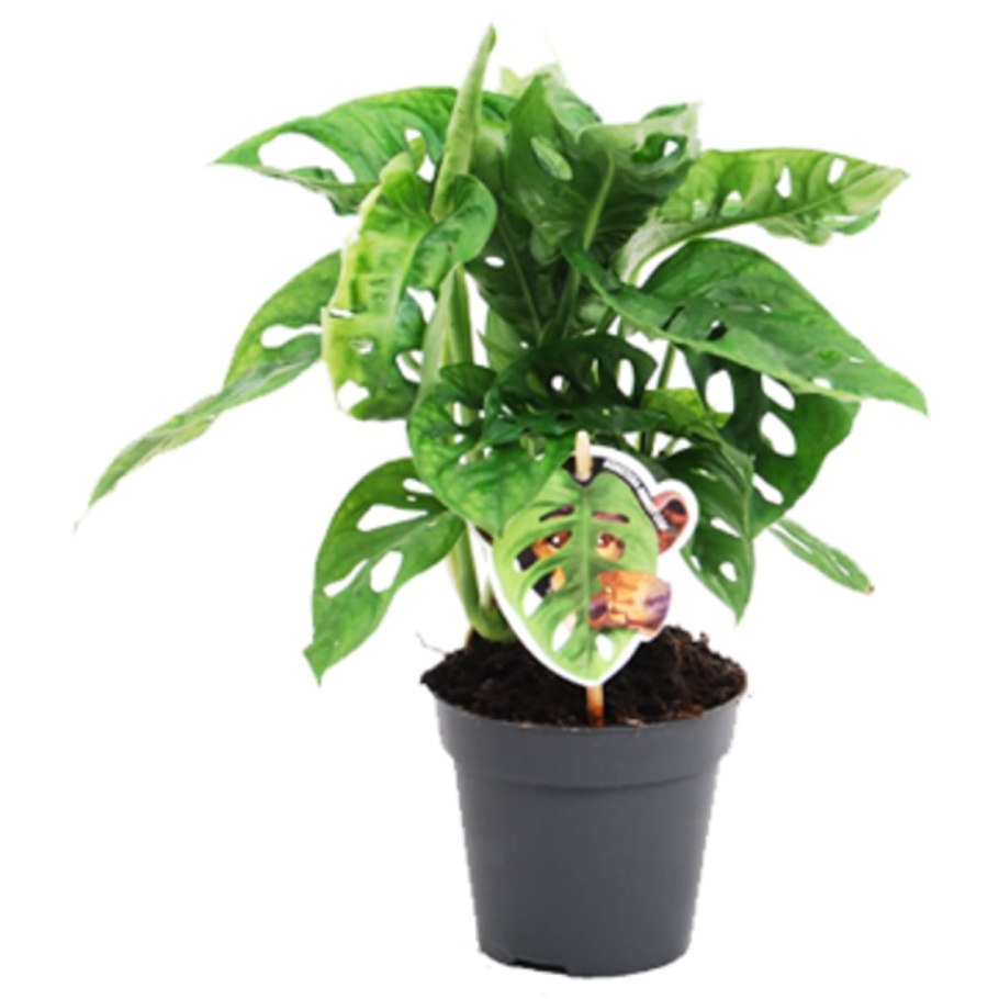 Монстера МОНКЕЙ