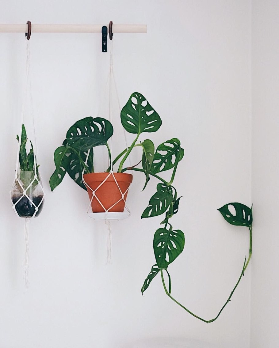 Монстера обликва манки