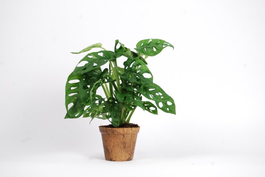 Монстера адансона манки маск