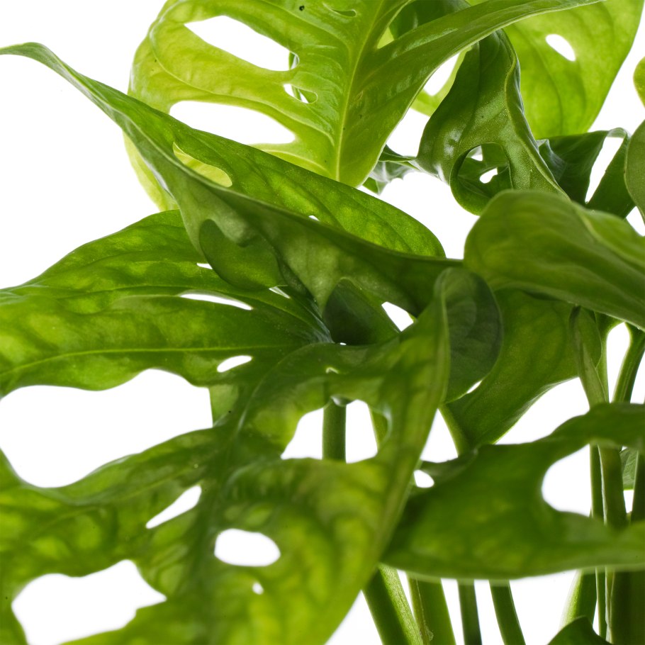 Монстера манкейн Маск