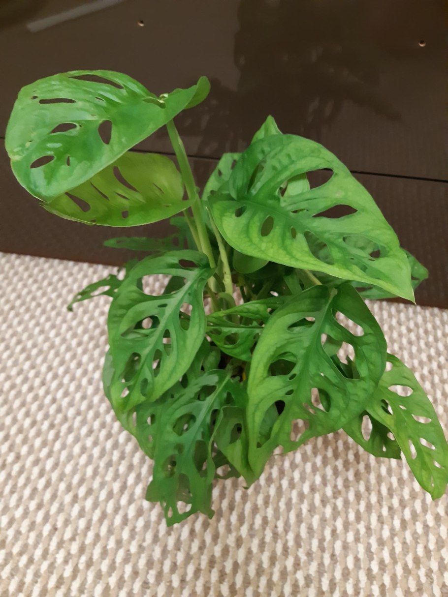 Монстера манки Маск