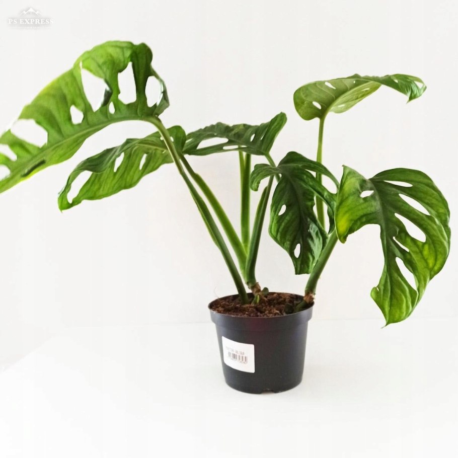 Монстера Альба Вариегата