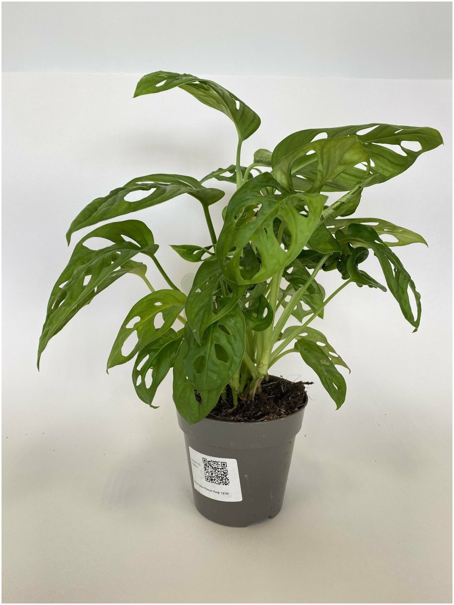 Монстера манки