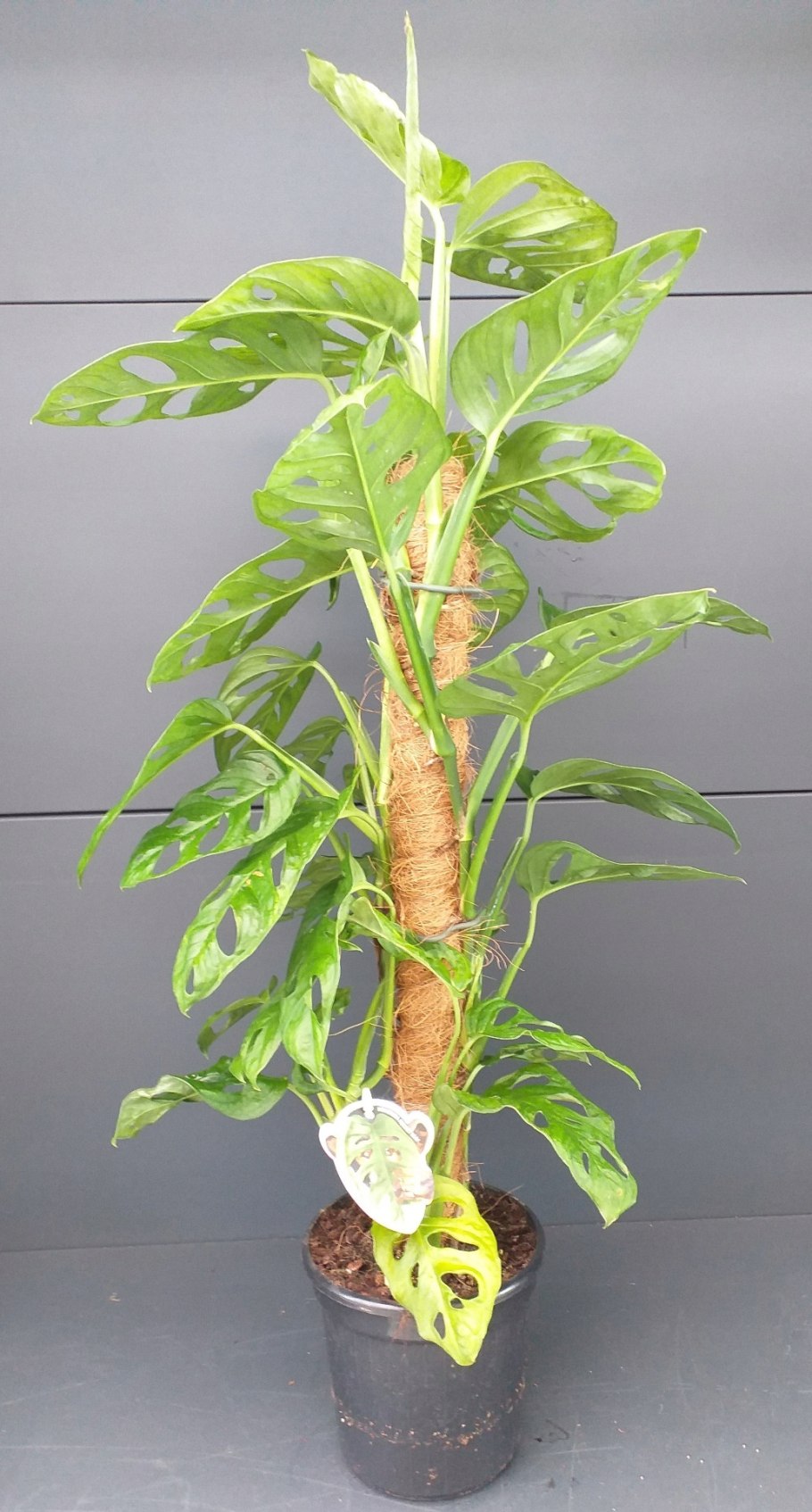 Филодендрон монстера