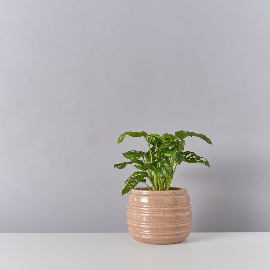 Монстера d17 h70