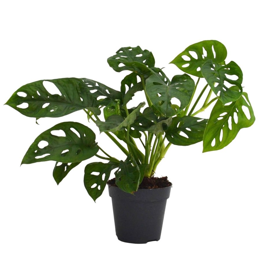 Монстера манки Маск