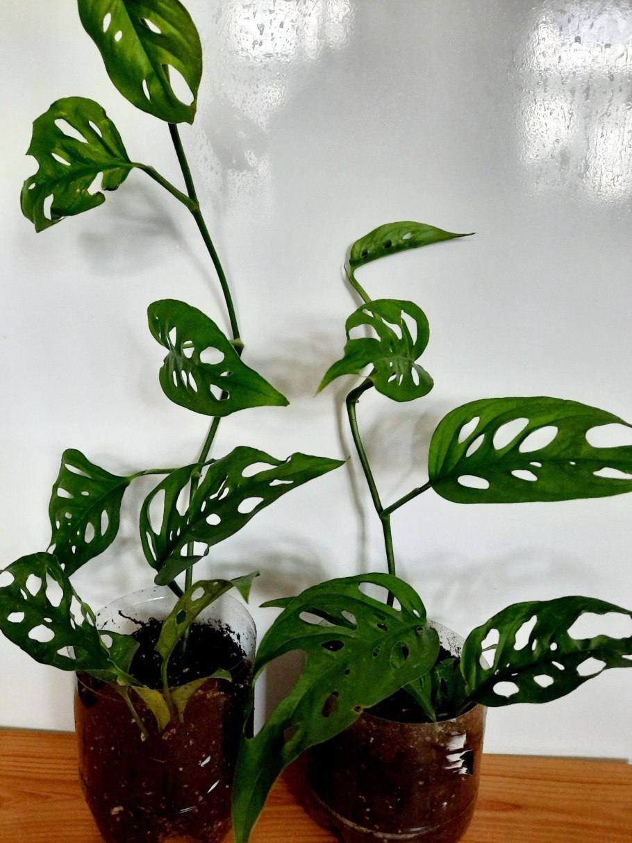 Монстера манки