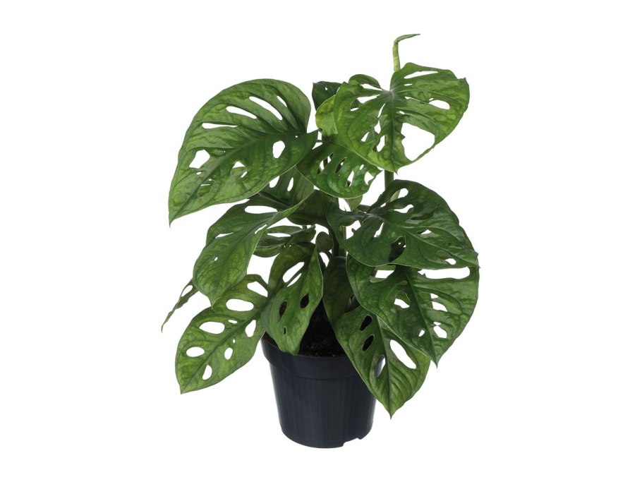 Монстера МОНКЕЙ Леаф