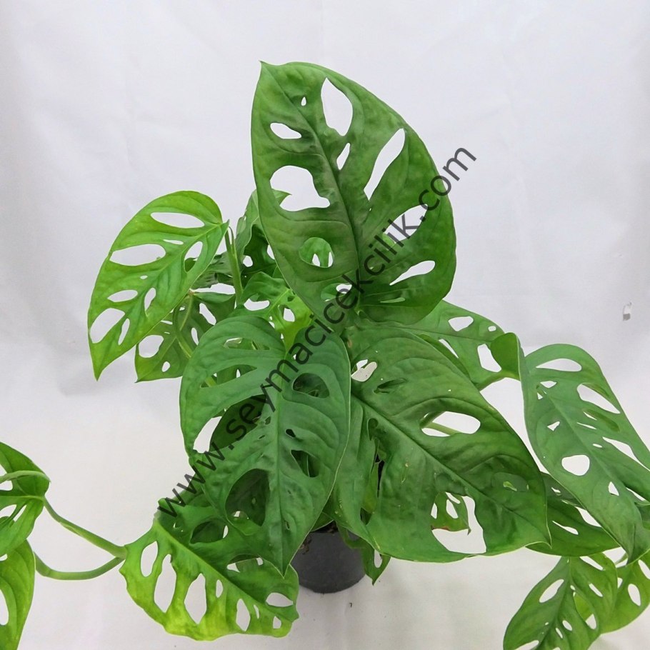 Монстера обликва манки Маск