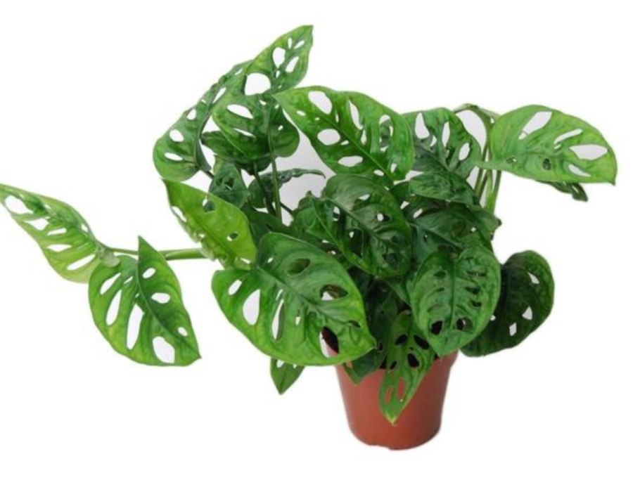 Монстера МОНКЕЙ Леаф