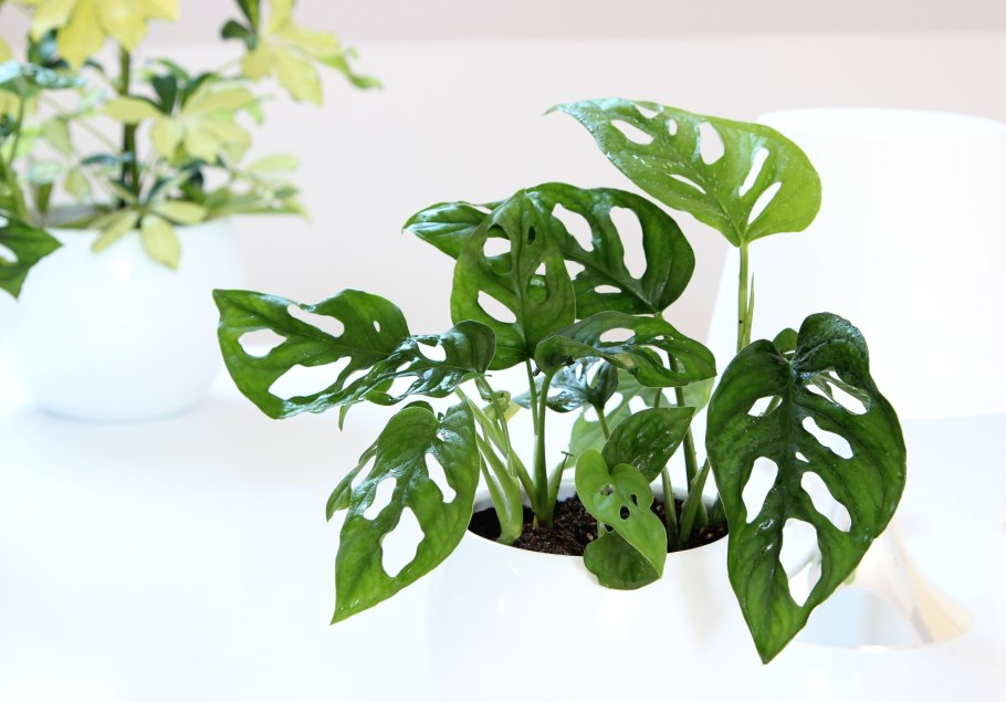 Монстера манки лиф Размеры фото