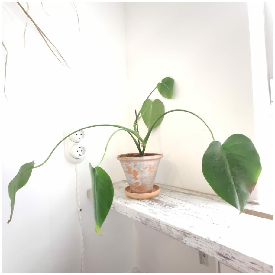 Монстера обликва манки лиф