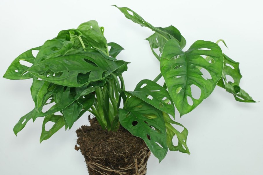 Филодендрон манки Маск