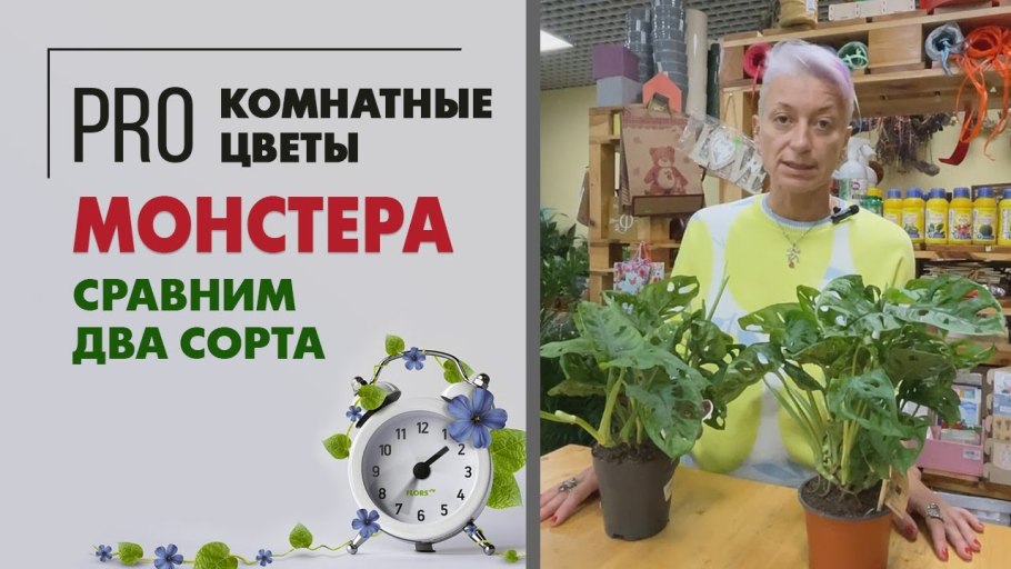 Монстера Адансона