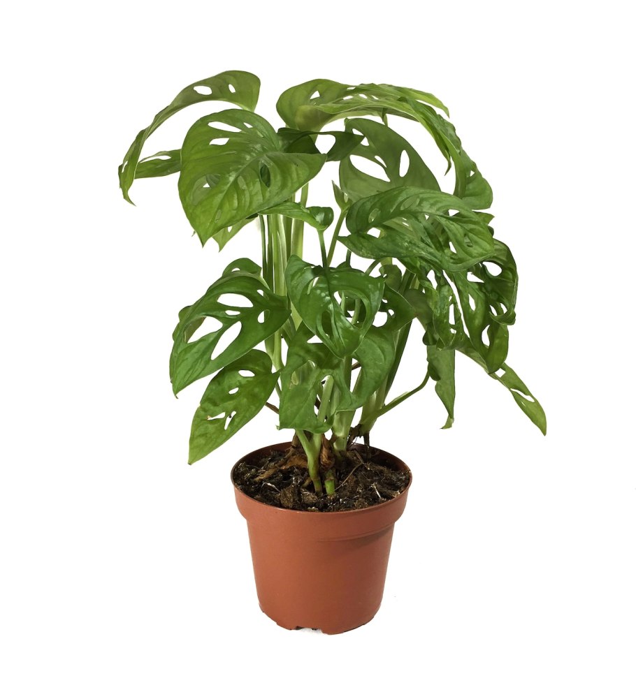 Монстера Адансона Monstera adansonii