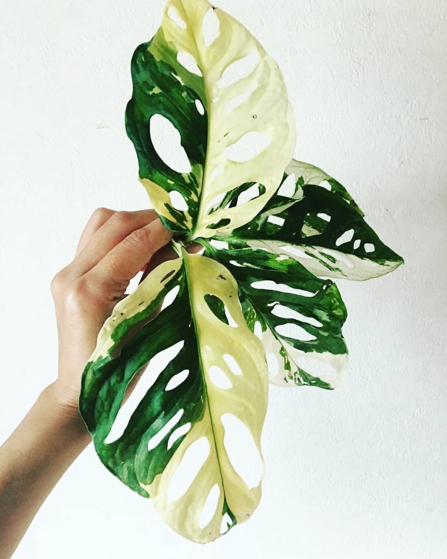 Монстера obliqua (Monstera)