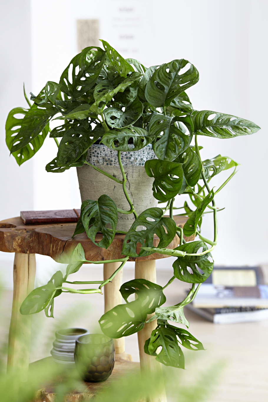 Монстера обликва манки Маск