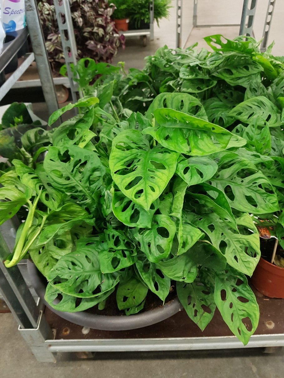 Монстера МОНКЕЙ Леаф