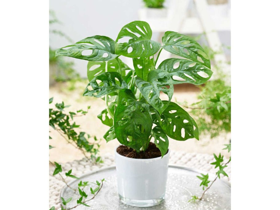 Монстера Обезьянья маска