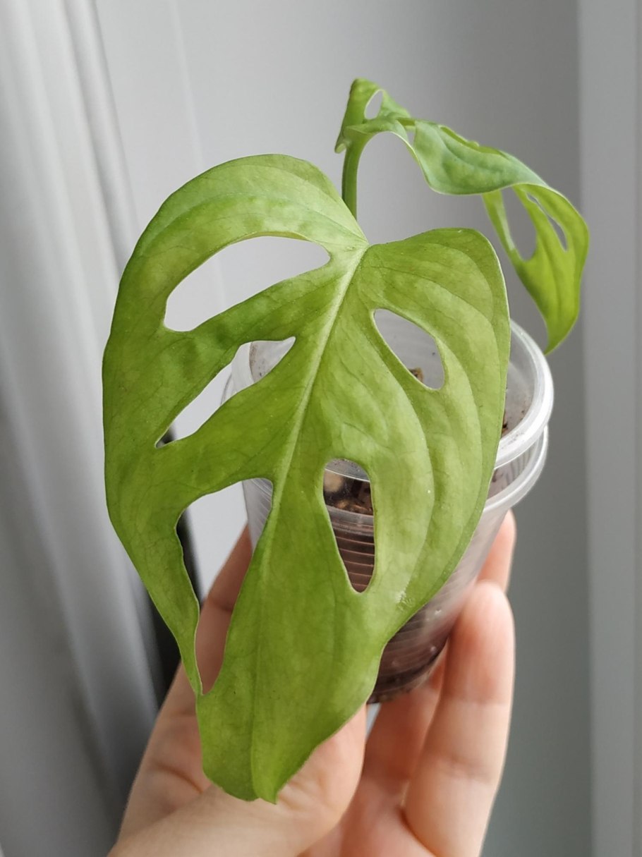 Монстера Адансона корни