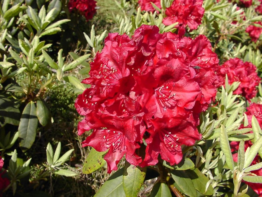 Азалия/рододендрон ред Джек