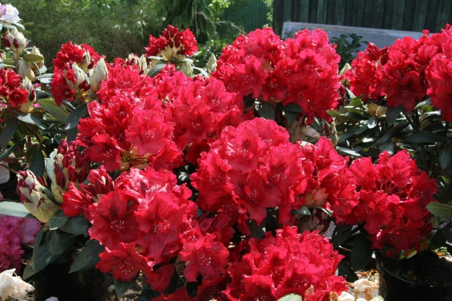 Рододендрон Эрато