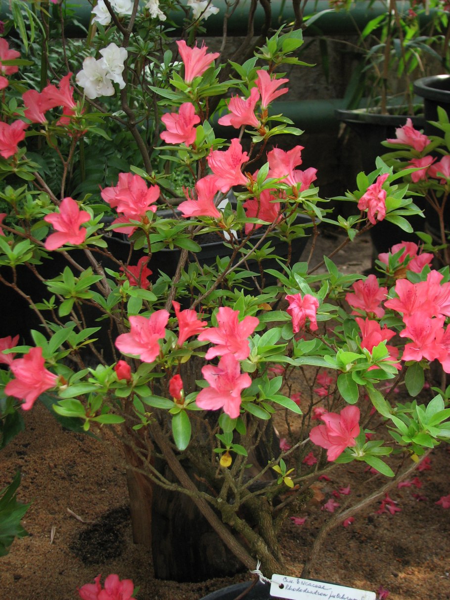 Рододендрон гибридный Эрато