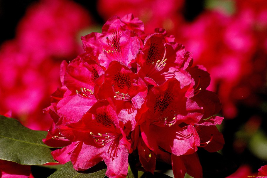 Рододендрон Crosswater Red