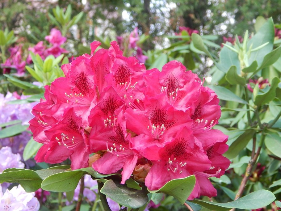 Рододендрон гибридный Тореро