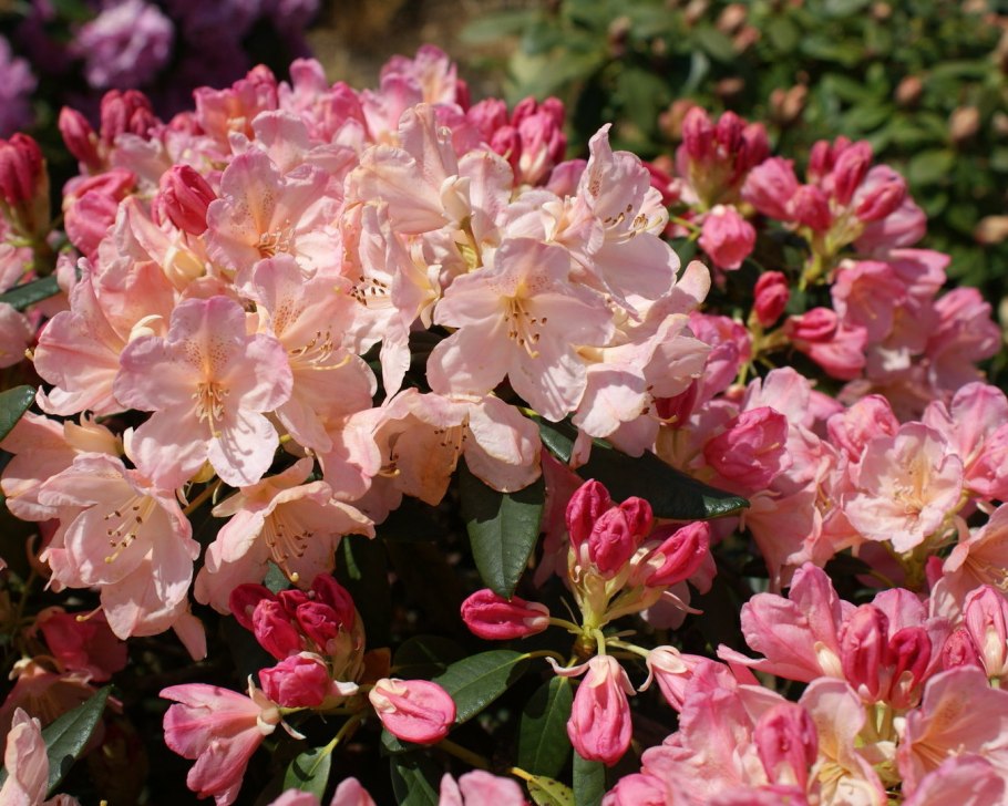 Рододендрон гибридный Erato