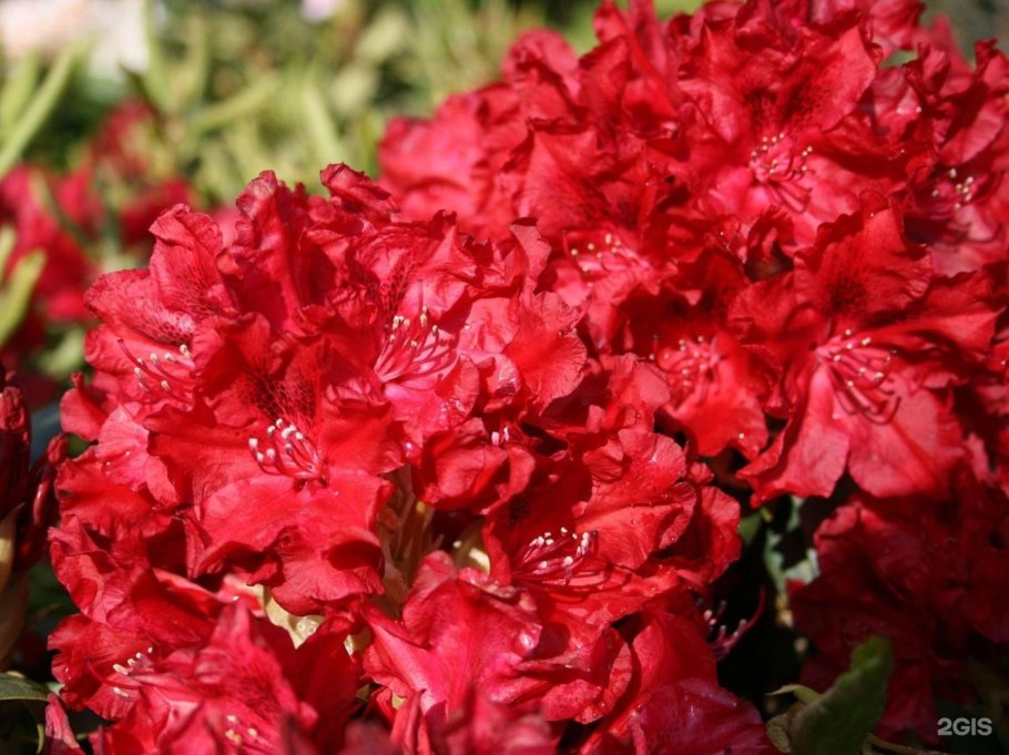 Рододендрон красный