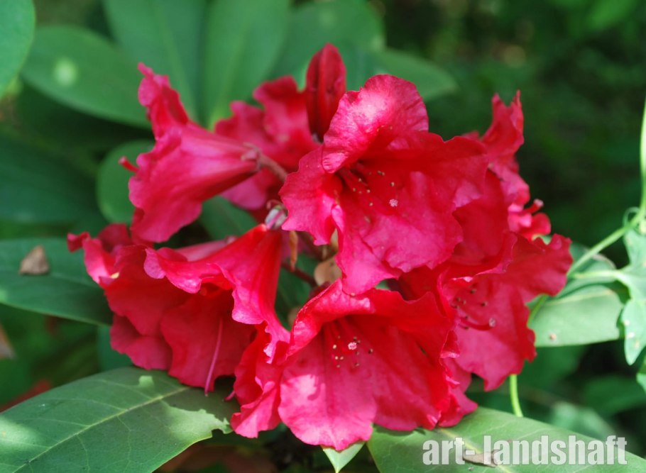 Азалия/рододендрон (Rhododendron Gomer Waterer c4)