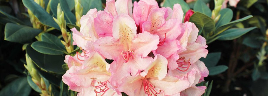 Рододендрон гибридный Эрато