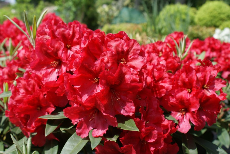 Рододендрон Файер Болл