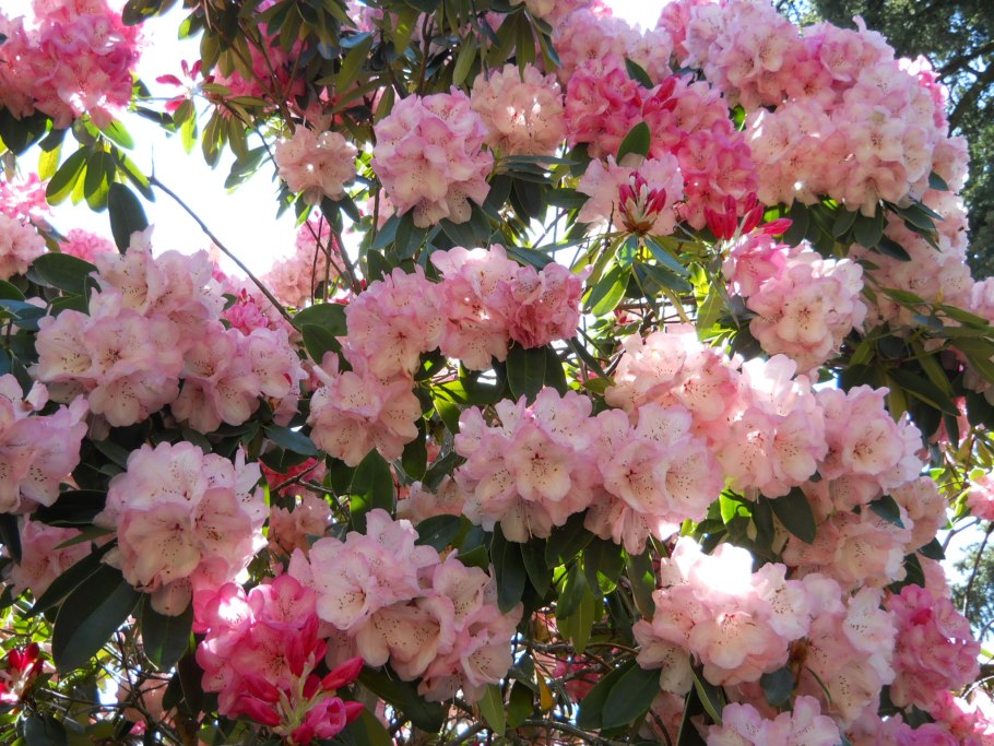 Рододендрон в Крыму купить саженцы