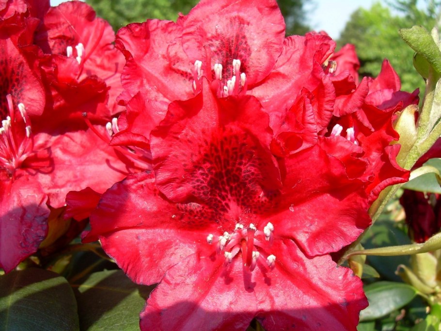 Рододендрон красный