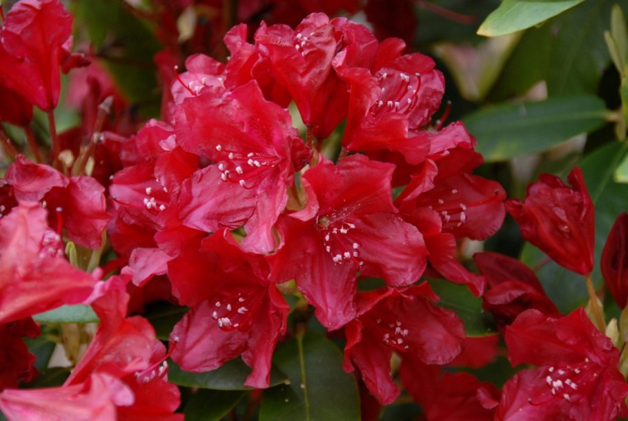 Рододендрон Тореро