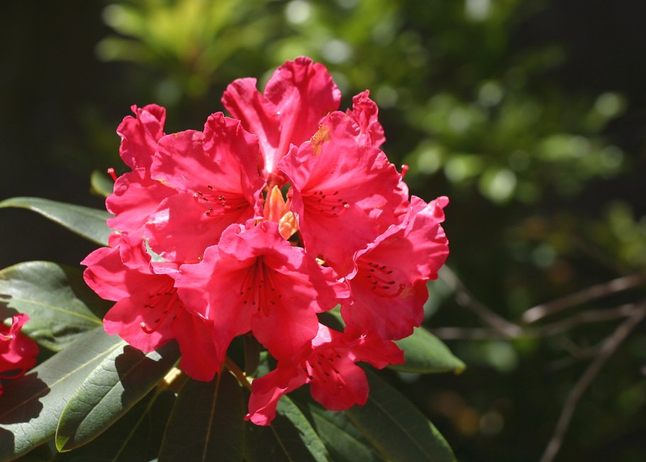 Рододендрон Dotella