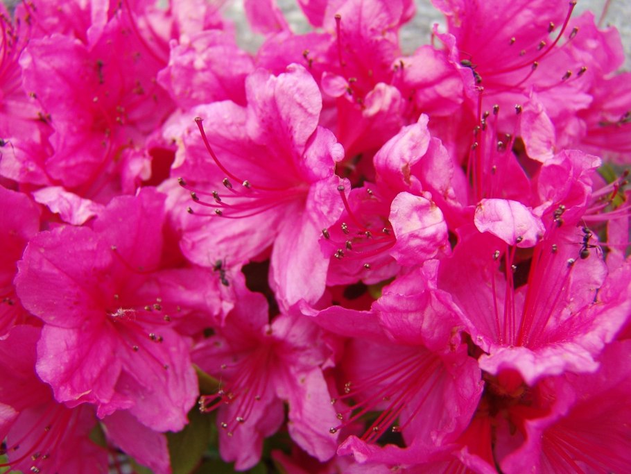 Азалия рододендрон Абсолют